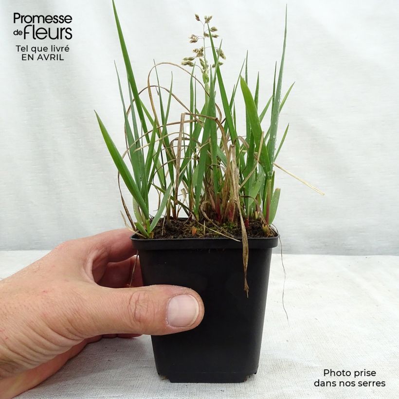 Hierba de búfalo - Hierochloe odorata Maceta de 8/9 cm Ejemplar entregado en la primavera