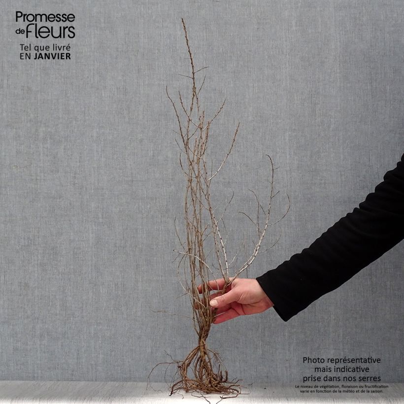 Espino amarillo - Hippophae rhamnoides Raíces desnudas Ejemplar entregado en invierno