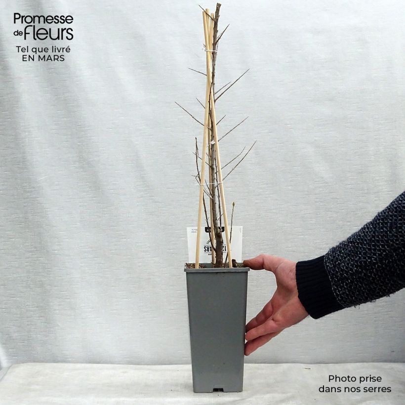 Espino amarillo Friesdorfer Orange Maceta 1,5L/2L Ejemplar entregado en la primavera