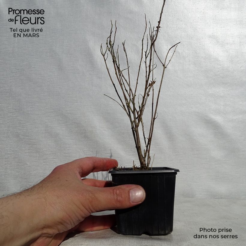 Espino amarillo Leikora Maceta de 8/9 cm Ejemplar entregado en la primavera