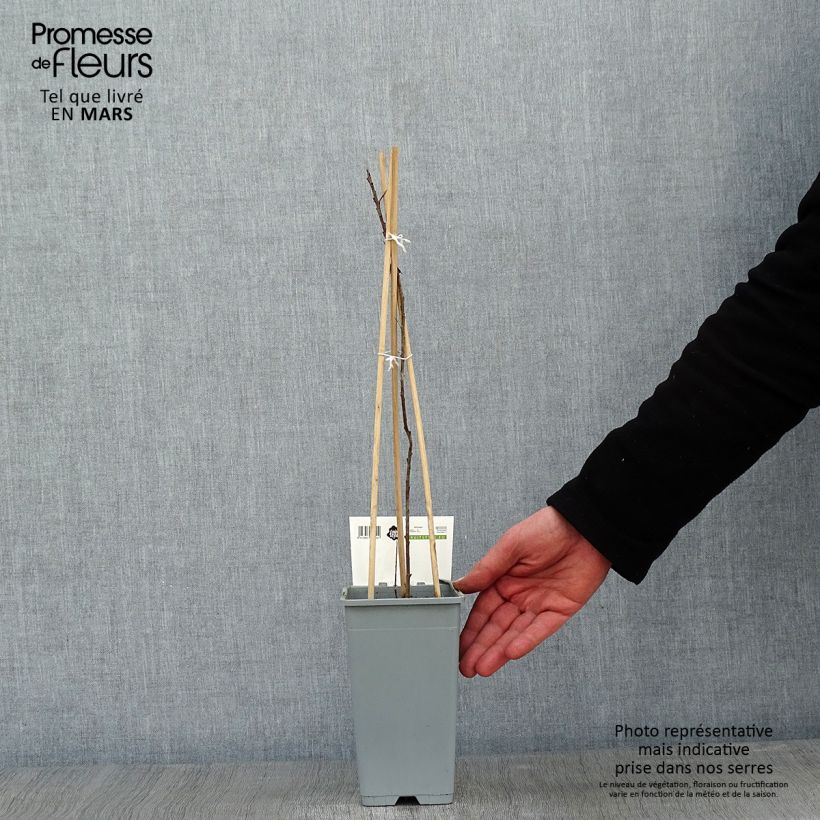 Espino amarillo Pollmix Maceta 1,5L/2L Ejemplar entregado en invierno