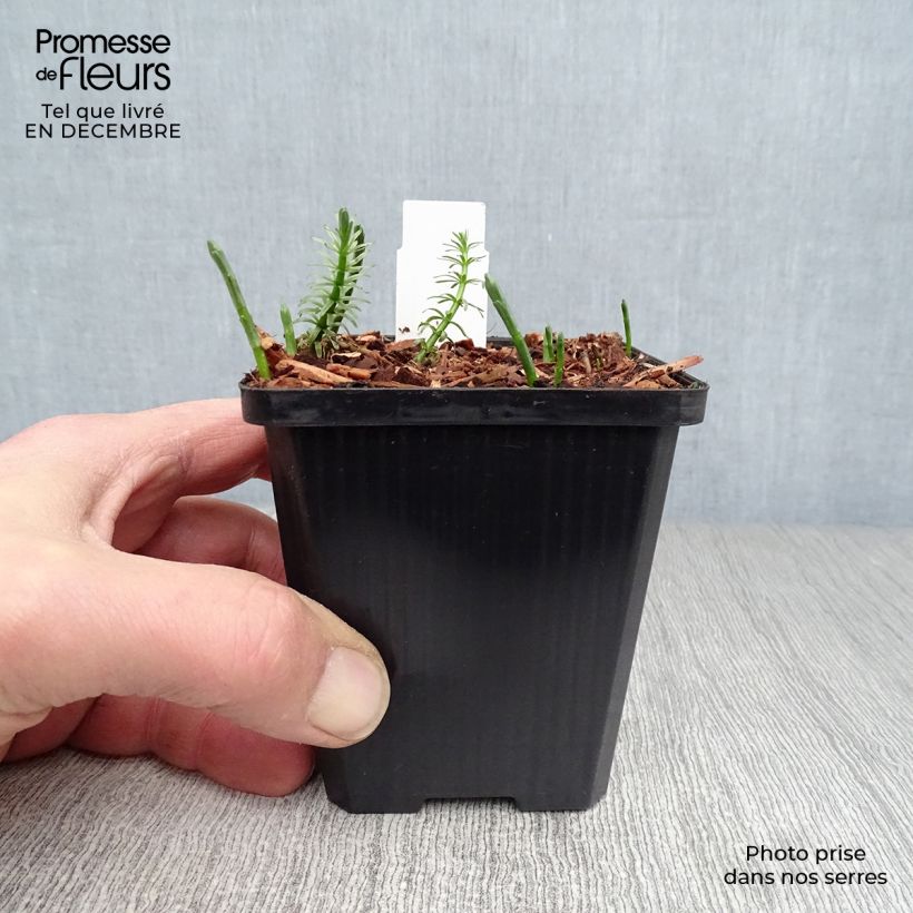 Hippuris vulgaris - Pino acuático Maceta de 8/9 cm Ejemplar entregado en invierno