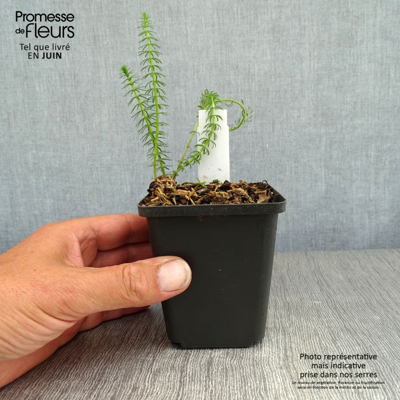 Ejemplar de Hippuris vulgaris - Pino acuático Maceta de 8/9 cm entregado en verano