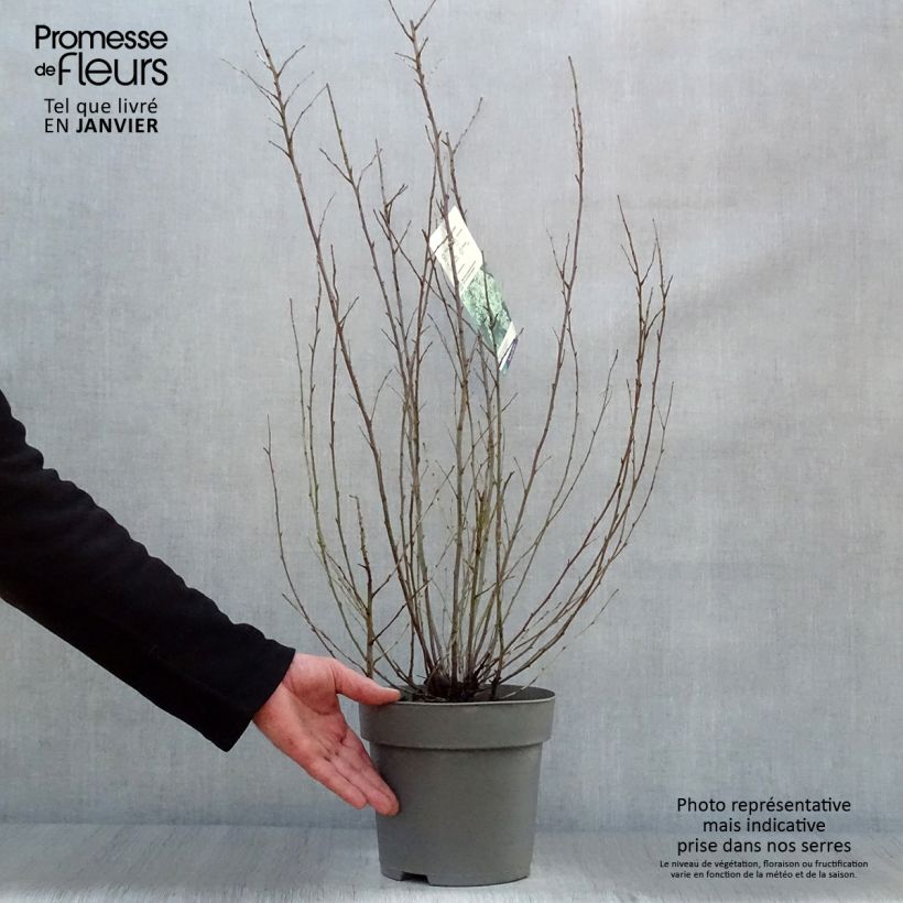 Holodiscus discolor Maceta 4L/5L Ejemplar entregado en invierno