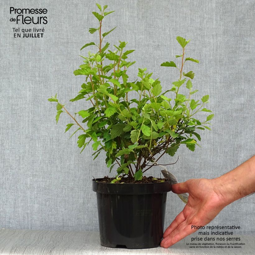 Ejemplar de Holodiscus discolor Maceta 4L/5L entregado en verano