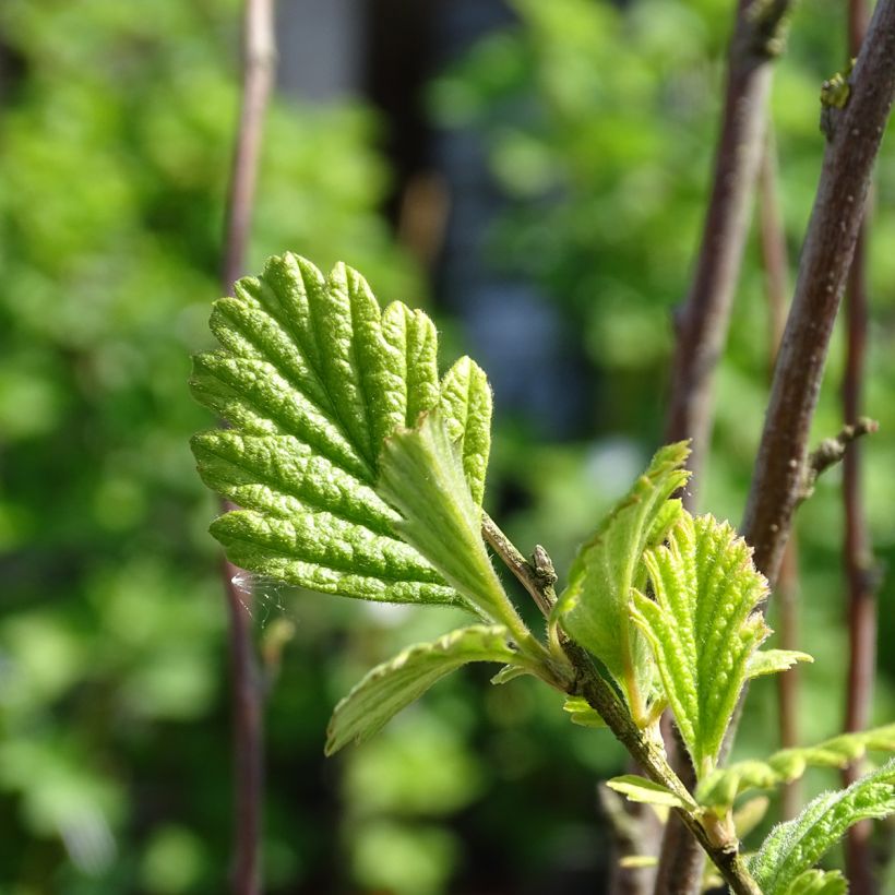 Holodiscus discolor (Follaje)