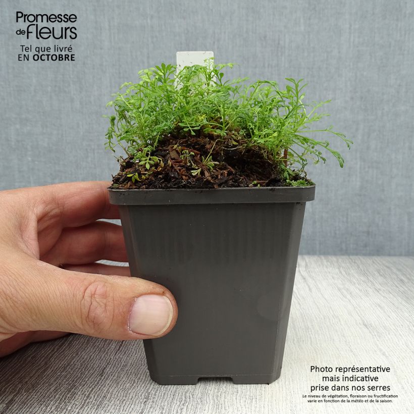 Ejemplar de Hornungia alpina Maceta de 8/9 cm entregado en otoño