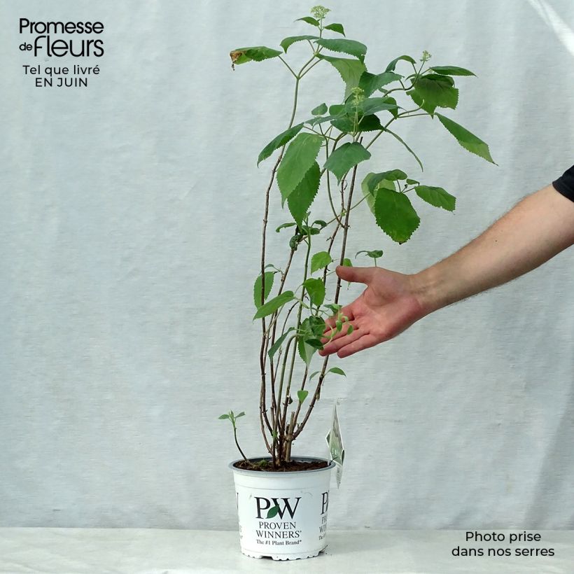 Ejemplar de Hortensia arborescens Lime Rickey Maceta 2L/3L entregado en verano