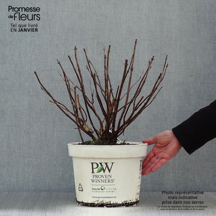 Hortensia arborescens Lime Rickey Maceta 7,5L/10L Ejemplar entregado en invierno