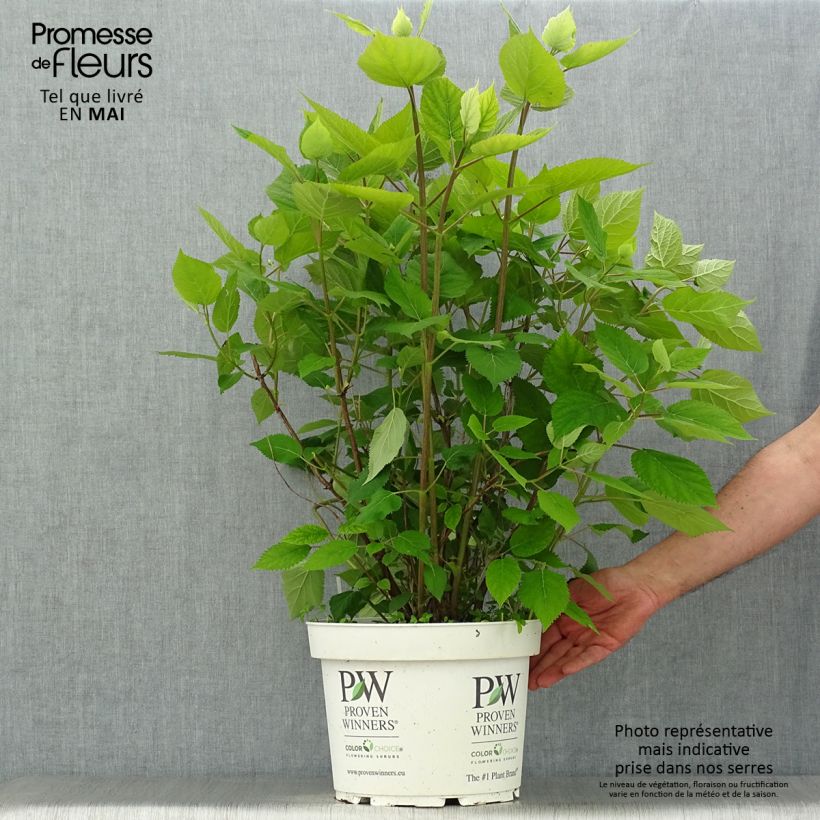 Hortensia arborescens Lime Rickey Maceta 7,5L/10L Ejemplar entregado en la primavera