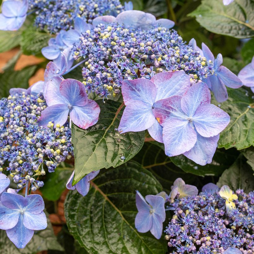 Hydrangea macrophylla Endless Summer Pop Star - Hortensia (Floración)