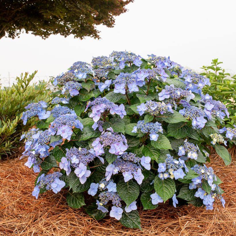 Hydrangea macrophylla Endless Summer Pop Star - Hortensia (Porte)