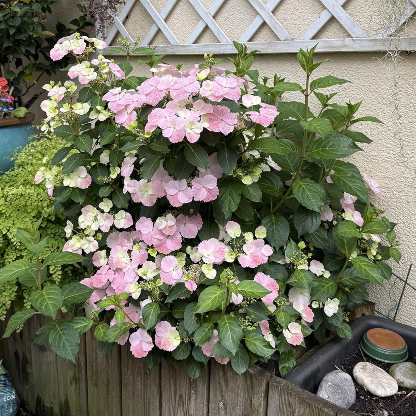 Hortensia French Bolero - Hydrangea (Porte)