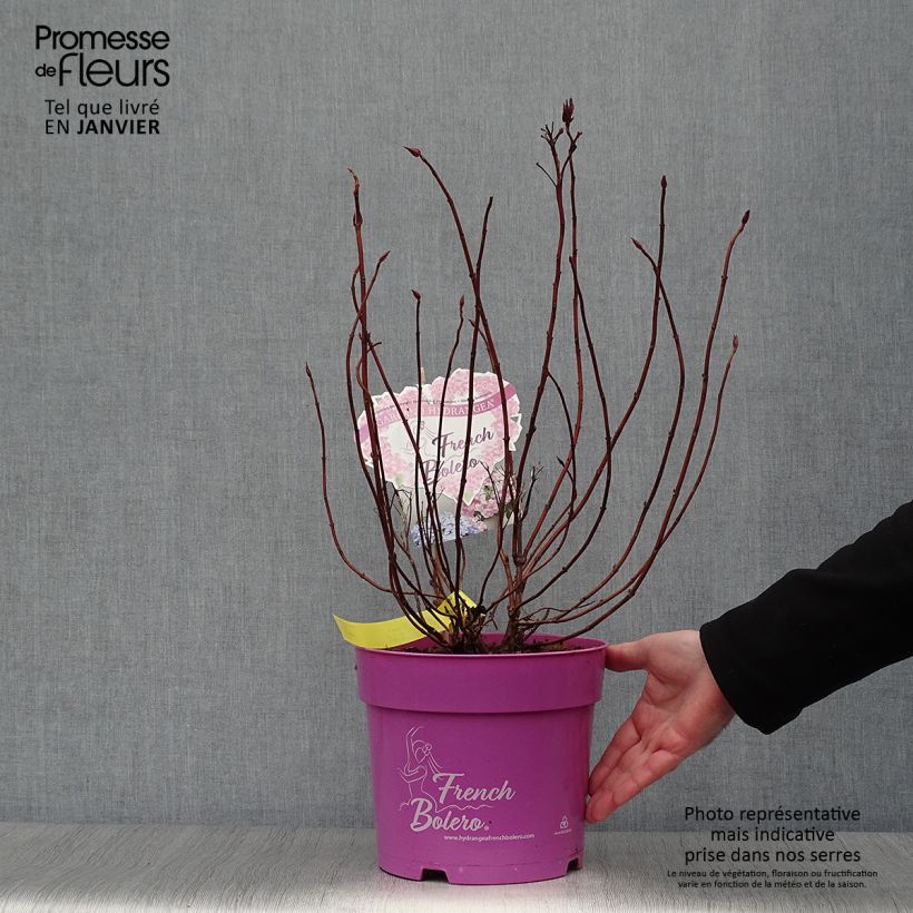 Hortensia French Bolero - Hydrangea Maceta 6L/7L Ejemplar entregado en invierno