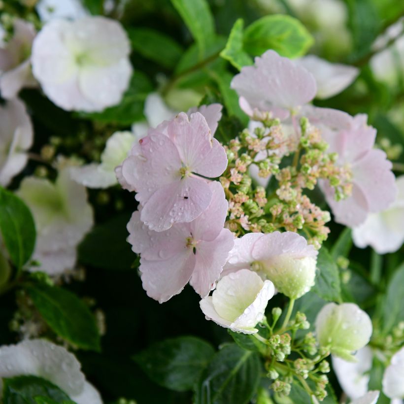 Hortensia Runaway Bride - Hydrangea (Floración)