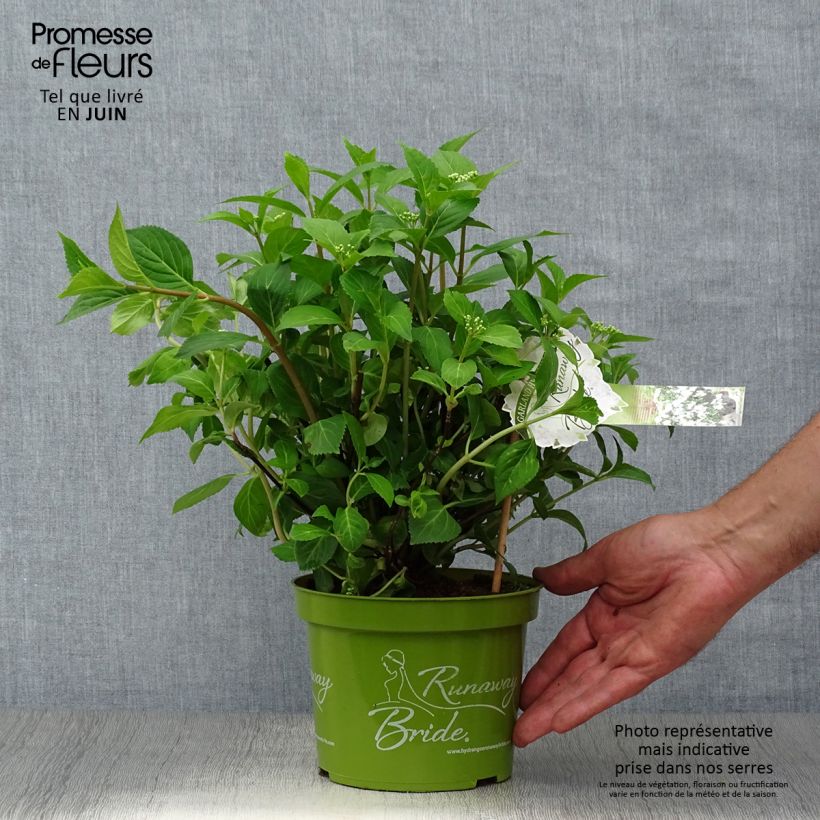 Ejemplar de Hortensia Runaway Bride - Hydrangea Maceta 1,5L/2L entregado en verano