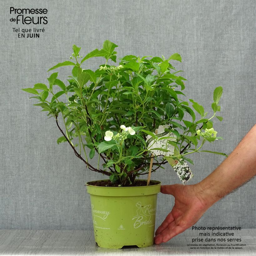 Ejemplar de Hortensia Runaway Bride - Hydrangea Maceta 3L/4L entregado en verano