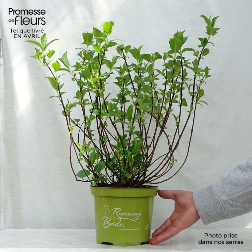 Hortensia Runaway Bride - Hydrangea Maceta 3L/4L Ejemplar entregado en la primavera