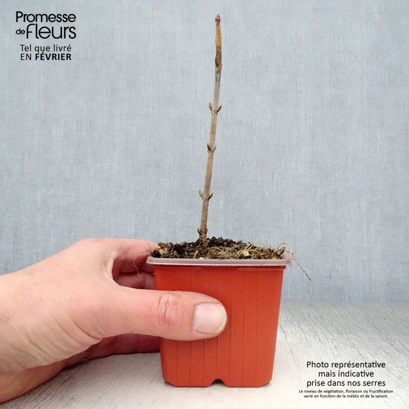 Hortensia arborescens Annabelle Maceta de 8/9 cm Ejemplar entregado en invierno