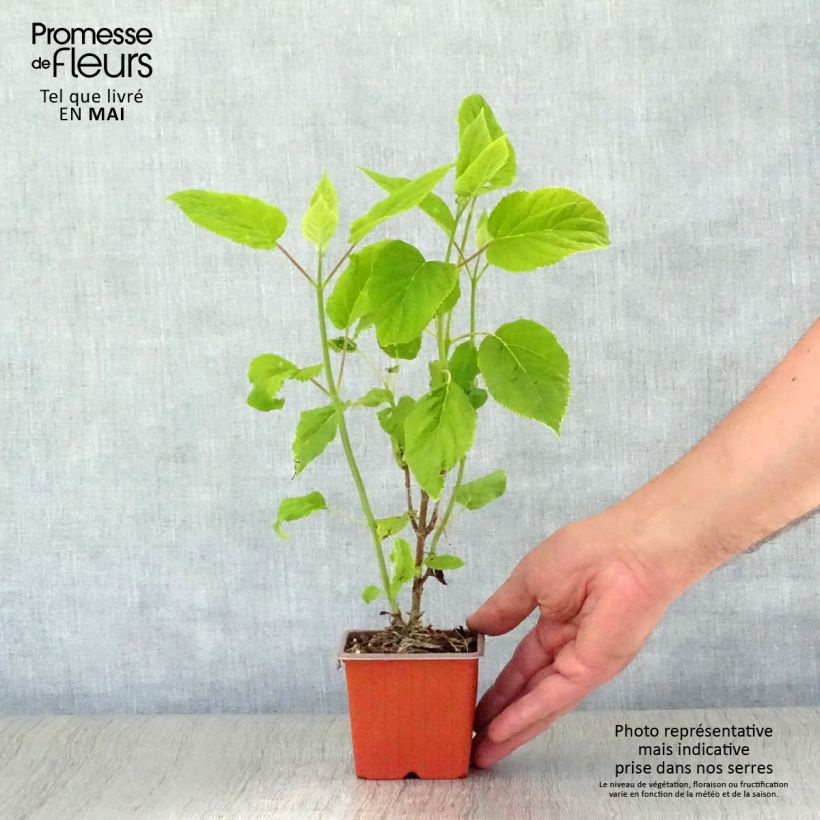 Hortensia arborescens Annabelle Maceta de 8/9 cm Ejemplar entregado en la primavera