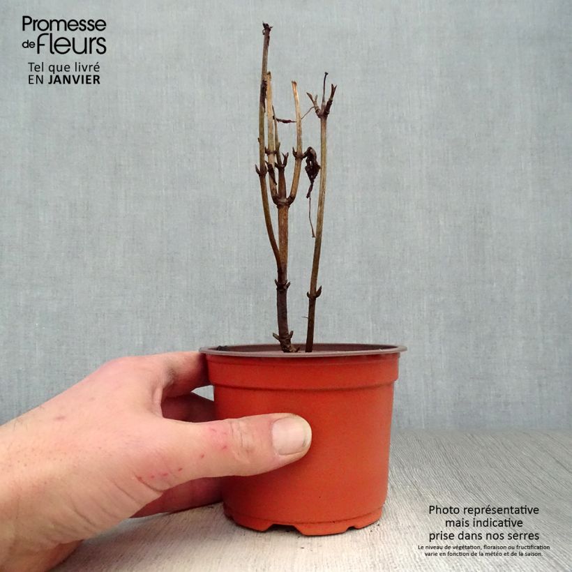 Hortensia arborescens Annabelle Maceta de 12 cm / 13 cm Ejemplar entregado en invierno