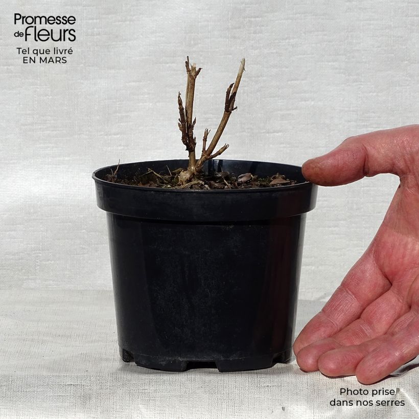 Hortensia arborescens Annabelle Maceta de 12 cm / 13 cm Ejemplar entregado en la primavera