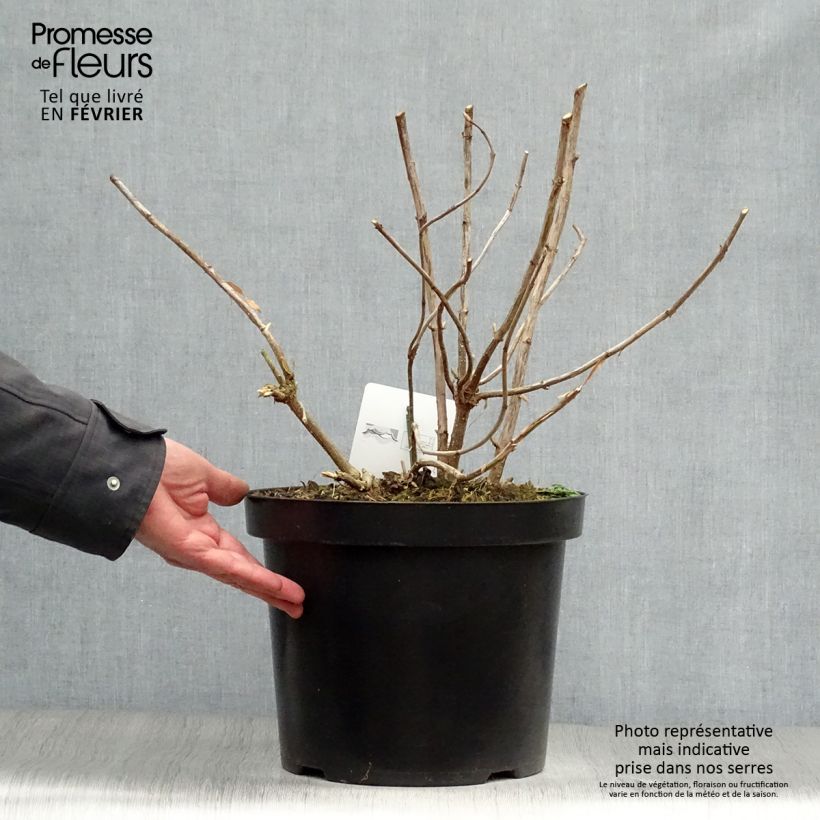 Hortensia arborescens Annabelle Maceta 7,5L/10L Ejemplar entregado en invierno