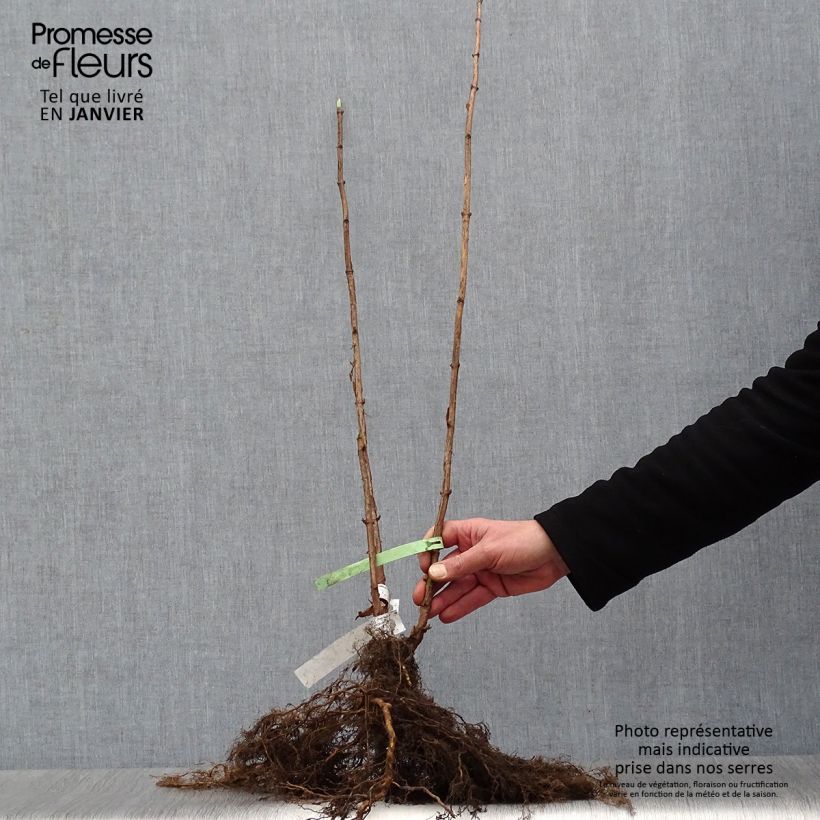 Hortensia arborescens Annabelle Raíces desnudas Ejemplar entregado en invierno