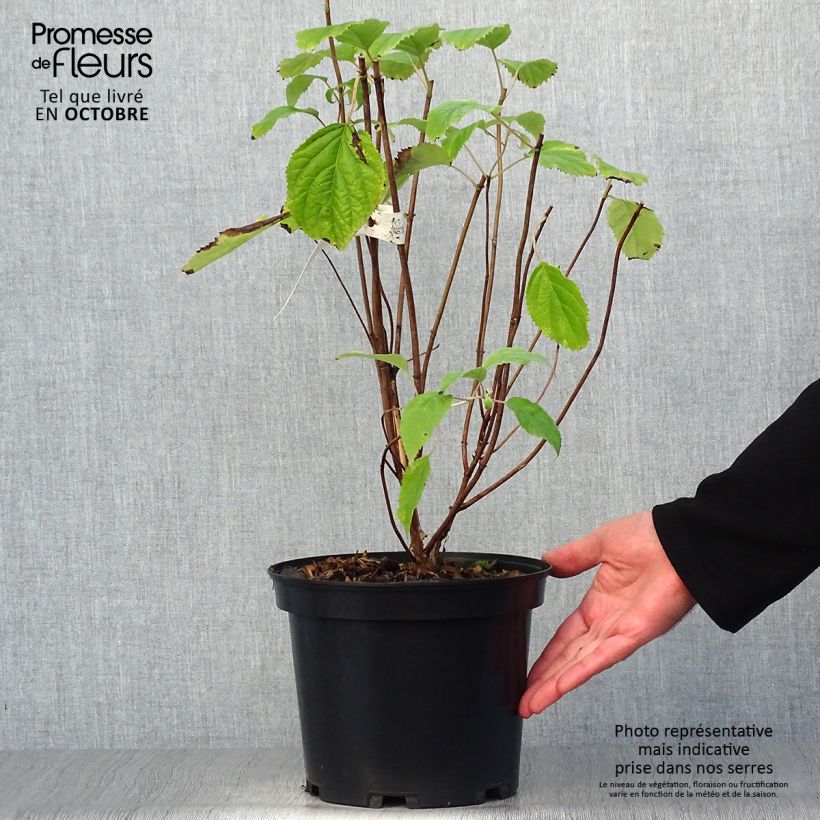 Ejemplar de Hortensia arborescens Candybelle Bubblegum Maceta 3L/4L entregado en otoño