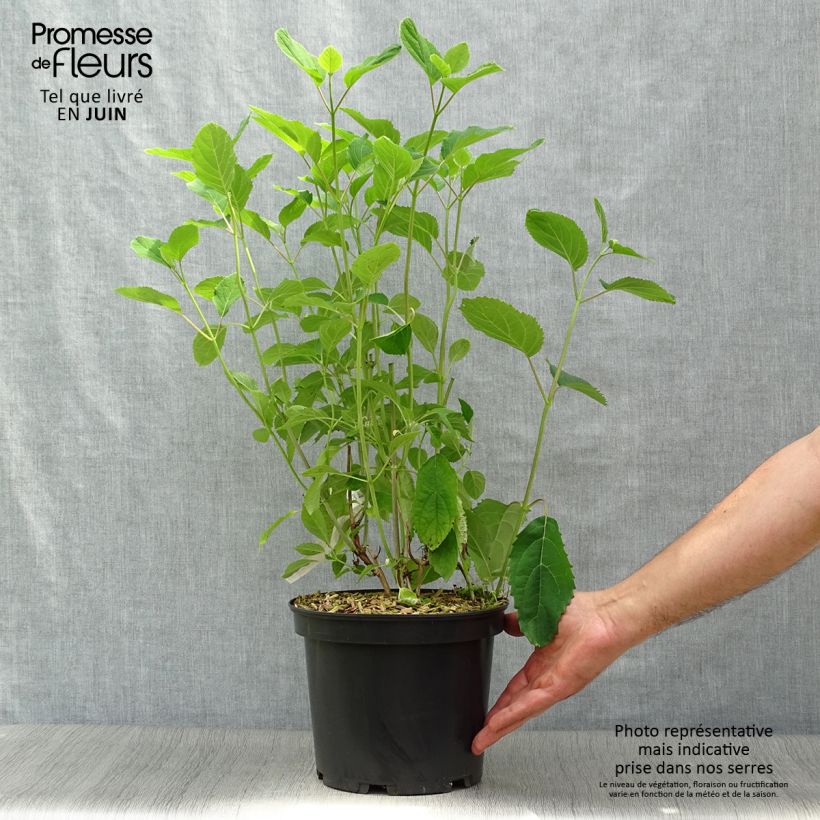 Ejemplar de Hortensia arborescens Candybelle Bubblegum Maceta 3L/4L entregado en verano