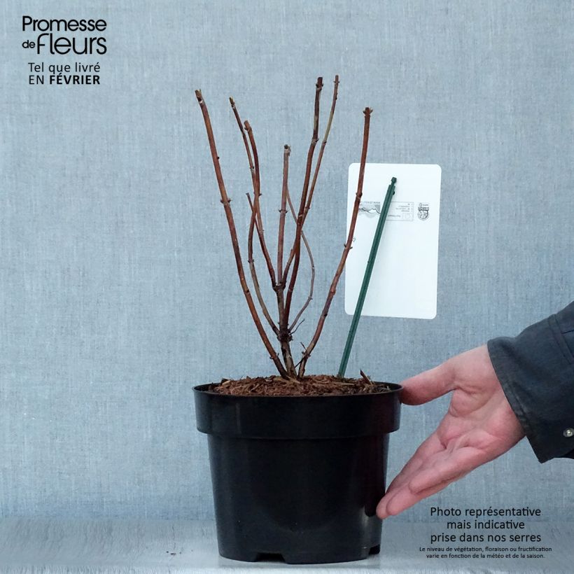 Hortensia arborescens Candybelle Marshmallow Maceta 3L/4L Ejemplar entregado en invierno