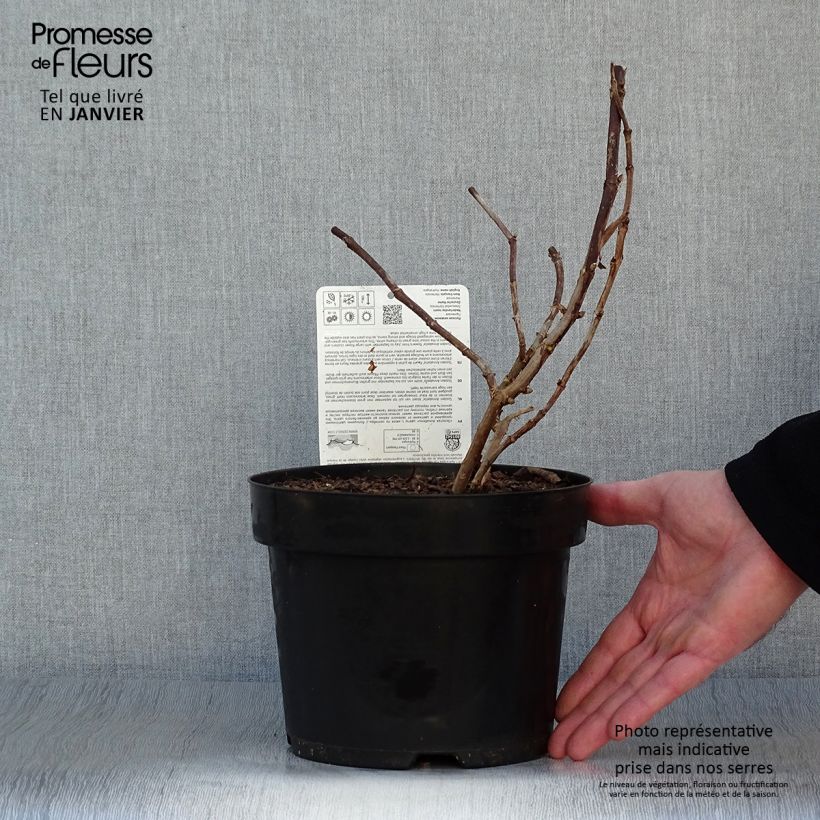 Hortensia arborescens Golden Annabelle Maceta 3L/4L Ejemplar entregado en invierno