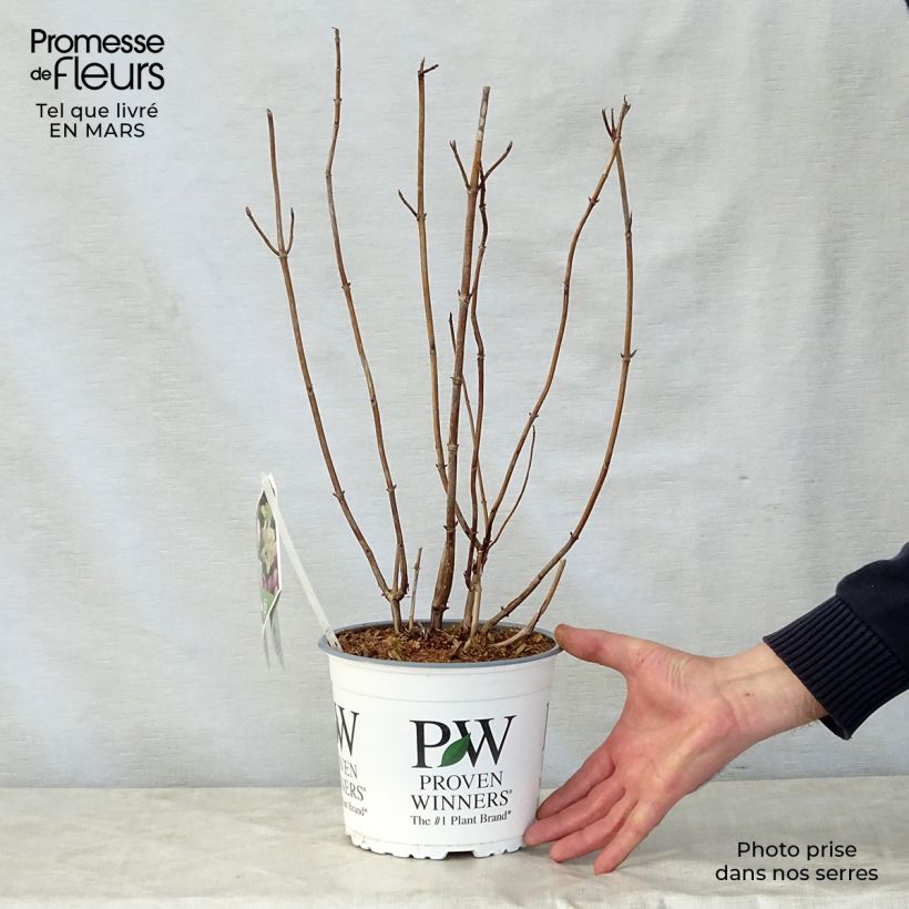 Hortensia arborescens Lime Rickey Maceta 2L/3L Ejemplar entregado en la primavera