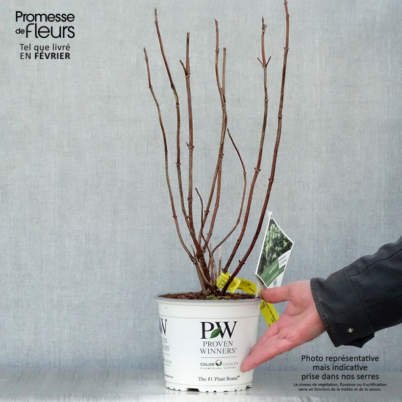 Hortensia arborescens Lime Rickey Maceta 2L/3L Ejemplar entregado en invierno