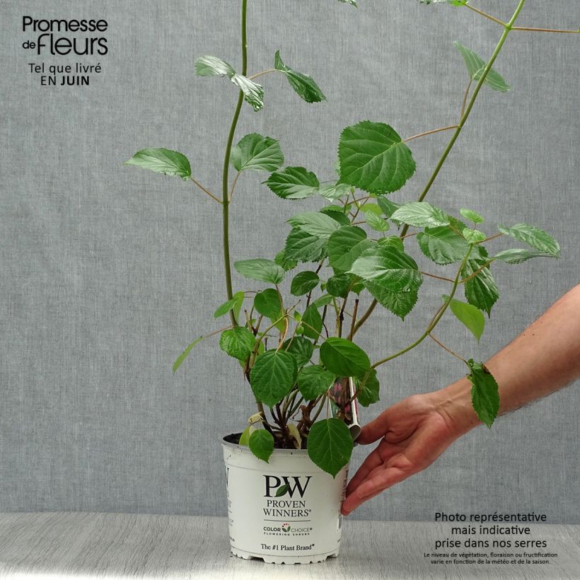 Ejemplar de Hortensia arborescens Pink Annabelle Maceta 2L/3L entregado en verano