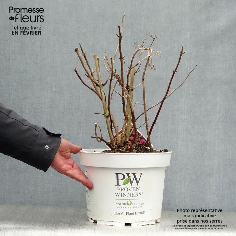 Hortensia arborescens Pink Annabelle Maceta 7,5L/10L Ejemplar entregado en invierno