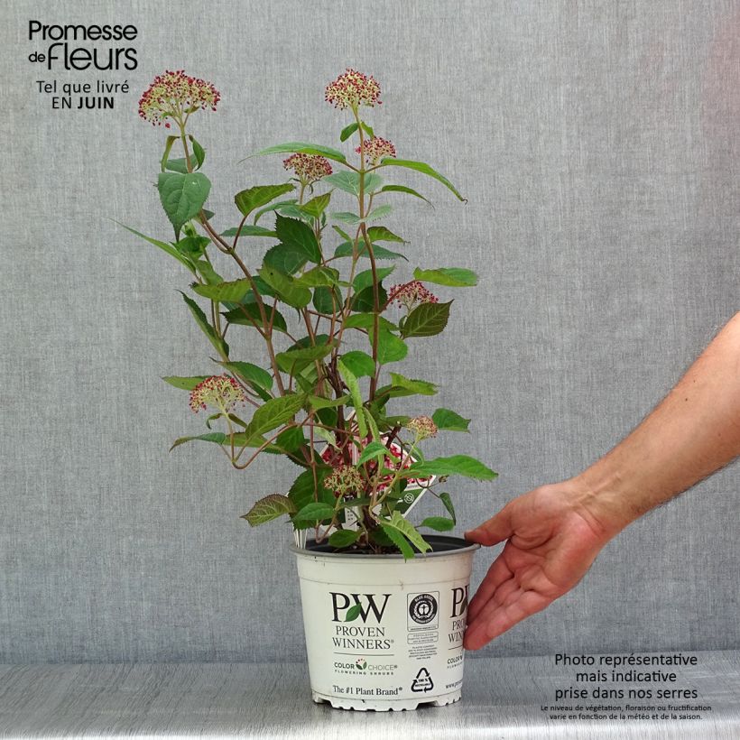 Ejemplar de Hortensia arborescens Ruby Annabelle Maceta 2L/3L, Formación arbustiva entregado en verano