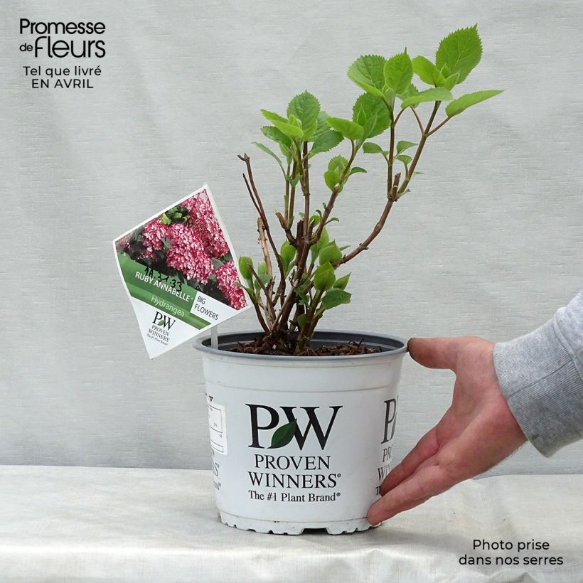 Hortensia arborescens Ruby Annabelle Maceta 2L/3L, Formación arbustiva Ejemplar entregado en la primavera