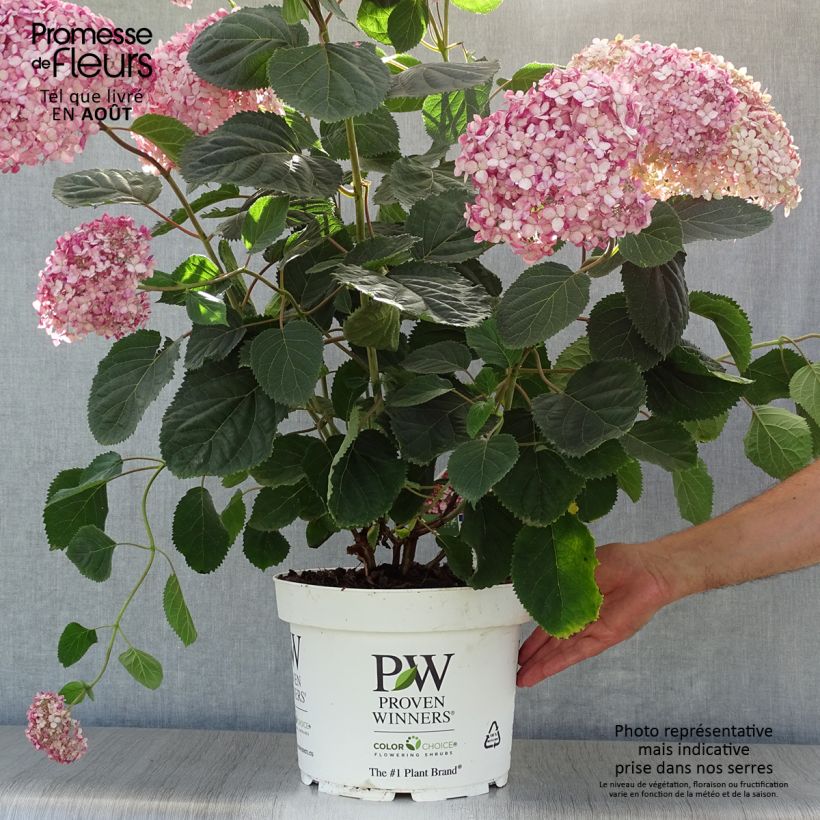 Ejemplar de Hortensia arborescens Ruby Annabelle Maceta 4L/5L entregado en verano