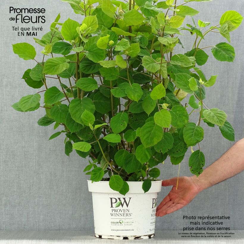 Hortensia arborescens Ruby Annabelle Maceta 4L/5L Ejemplar entregado en la primavera
