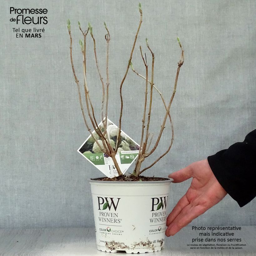 Hortensia arborescens Strong Annabelle Maceta 2L/3L, Formación arbustiva Ejemplar entregado en la primavera