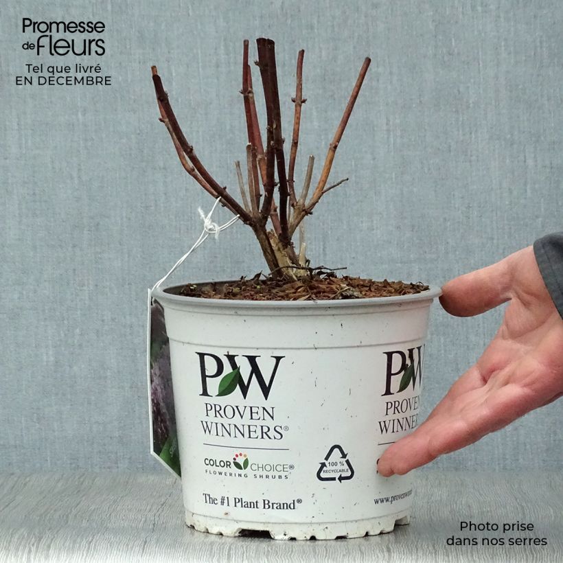 Hortensia arborescens Sweet Annabelle Maceta 2L/3L Ejemplar entregado en invierno