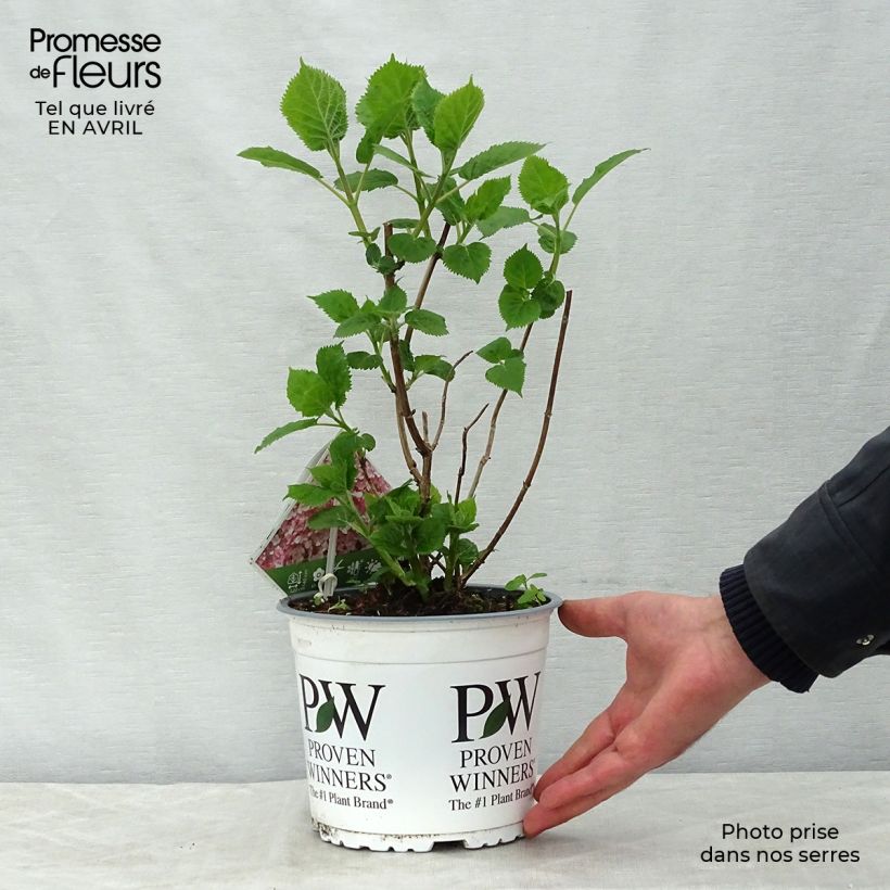 Hortensia arborescens Sweet Annabelle Maceta 2L/3L, Formación arbustiva Ejemplar entregado en la primavera