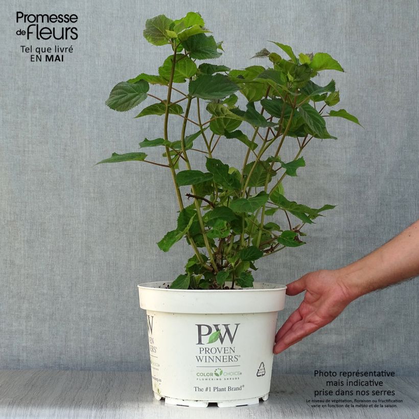 Hortensia arborescens Sweet Annabelle Maceta 7,5L/10L Ejemplar entregado en la primavera