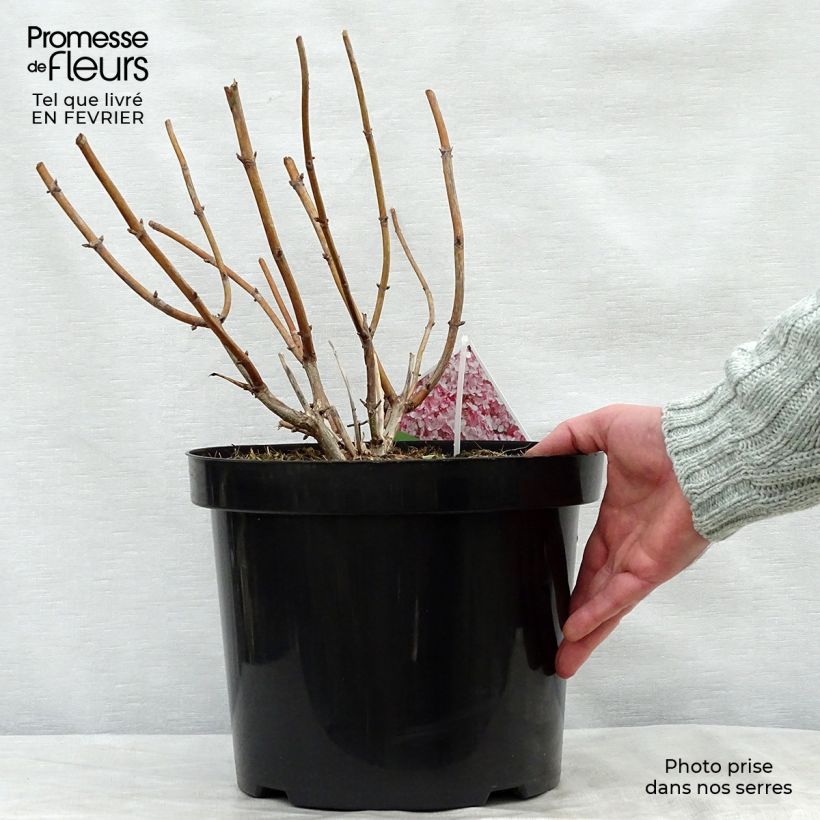 Hortensia arborescens Sweet Annabelle Maceta 7,5L/10L Ejemplar entregado en invierno