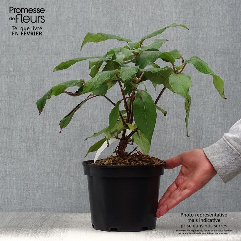 Ejemplar de Hortensia aspera Anthony Bullivant - Hydrangea Maceta 3L/4L entregado en otoño