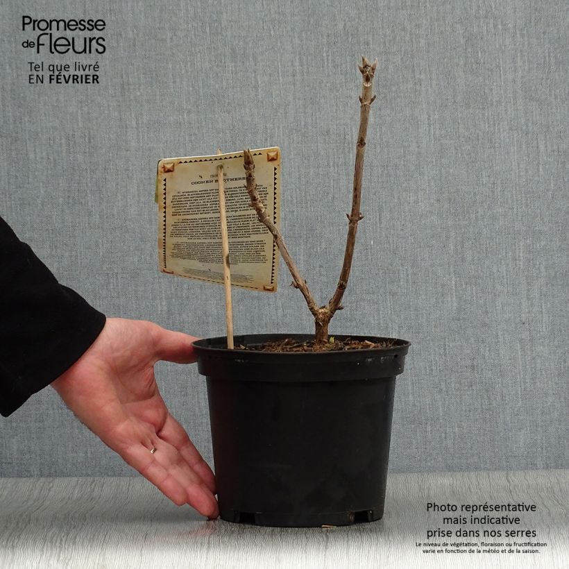 Hortensia aspera subsp. sargentiana Goldrush - Hydrangea Maceta 2L/3L Ejemplar entregado en invierno