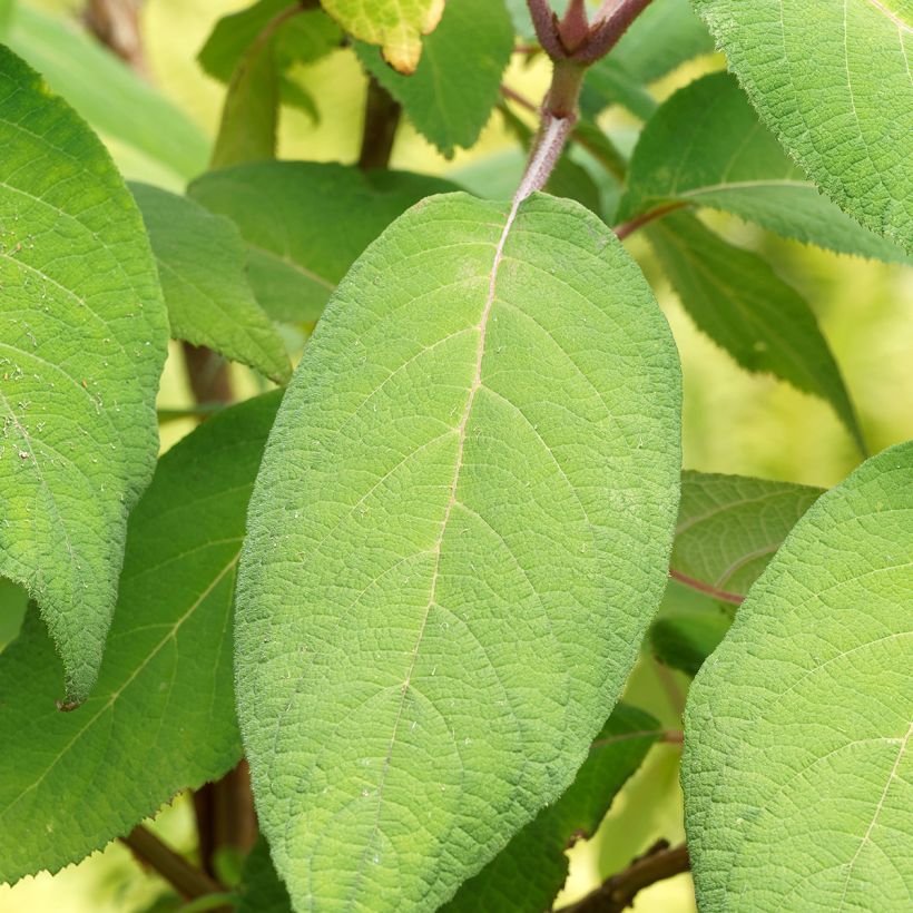 Hortensia aspera subsp. sargentiana Goldrush - Hydrangea (Follaje)