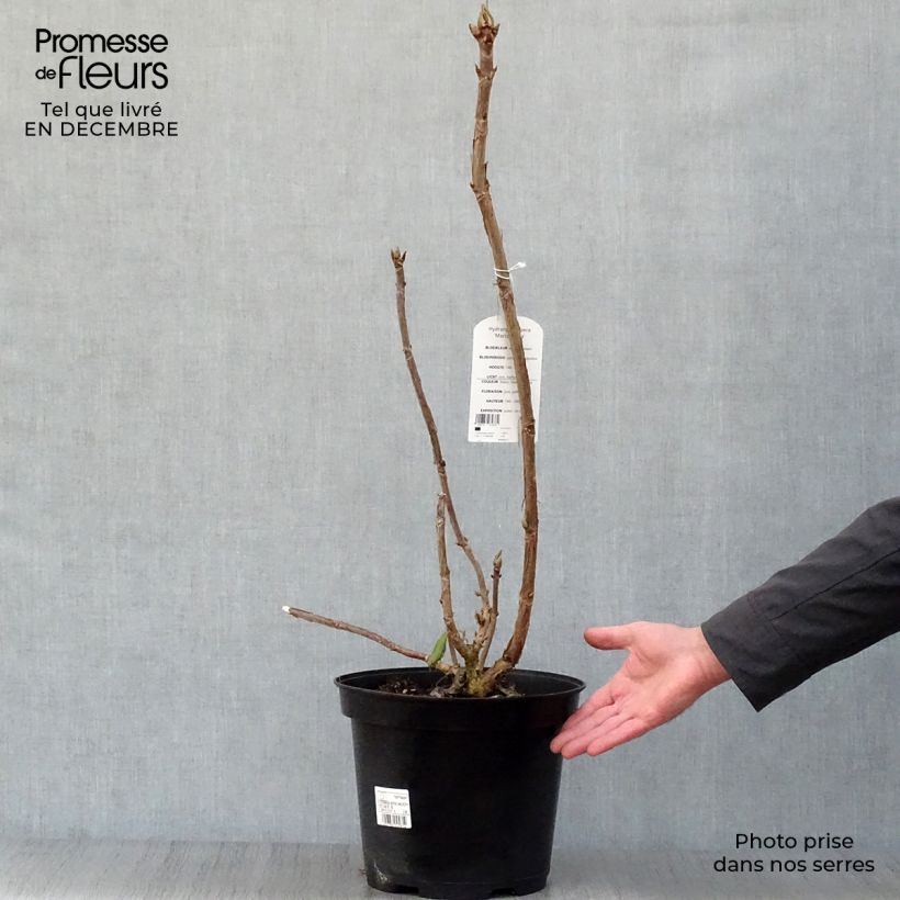 Hortensia aspera Macrophylla - Hydrangea Maceta 7,5L/10L Ejemplar entregado en invierno