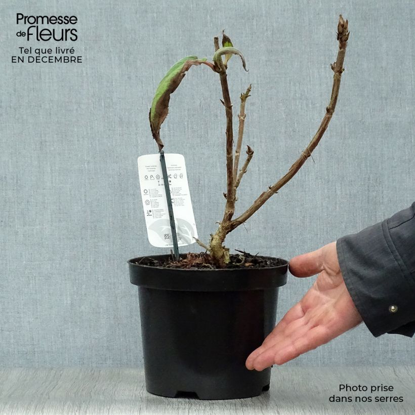 Hortensia aspera Macrophylla - Hydrangea Maceta 2L/3L Ejemplar entregado en invierno